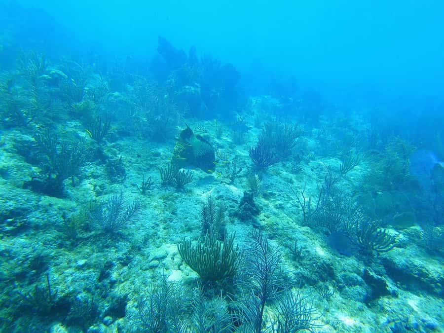 Southpoint Divers: Afternoon Reef Dive Trip - The Rules That Keep the Reef Healthy (and Your Day Safer)