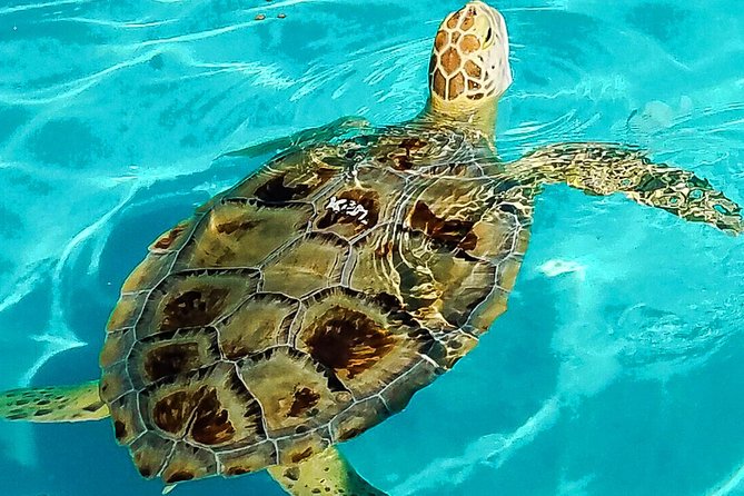 Turtle Hospital and Lower Florida Keys Day Trip from Key West - Key highlights that make this tour worth your time