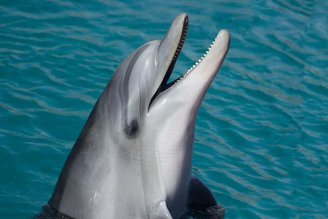 Ultimate Key West Day: Dolphin & Snorkel Combo with Sunset Sail - Key Highlights You’ll Care About